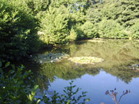 Rosemary Lakes view