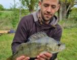 Adam Privet Perch 2