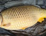 Brian_Woolsey_13lb_Common