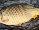 Brian_Woolsey_13lb_Common