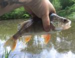 Colin Rowe Big Perch