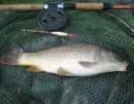 Dave Austin Common Carp