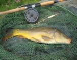 Dave Austin Mirror Carp