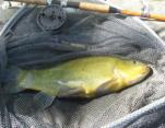 David Austin 4lb Tench