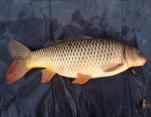 George Spackman 13lb5oz Common Carp