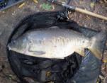 Michael Blower 21lb5oz Mirror