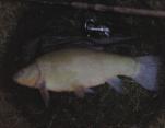 Michael Blower 6lb1oz Tench