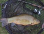 Michael Blower 6lb6oz Tench