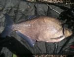 Mike Blower 11lb Bream