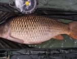 Phil Smith 23lb Common Carp