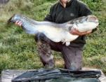 Steve Bull 51lb 4oz Catfish