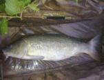 Tim Wood 16lb8oz Mirror