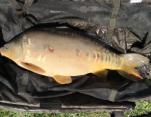 Tim Wood 19lb_Mirror Carp