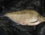 Tim Wood 9lb4oz Bream