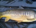 Tim Wood Mirror Carp off the top