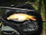 Tom Snowdon DuckLake Carp